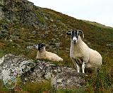 Sheep in Glen Lyon 9Y074D-008
